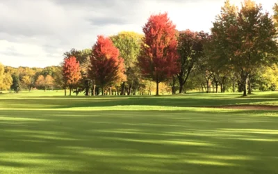 Avoid these 4 mistakes with your trees