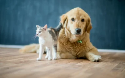 How to Design & Build a Pet-Friendly Home