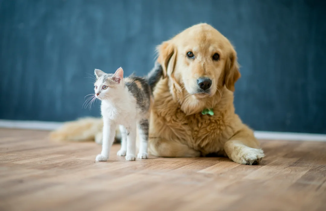 A golden retriever and a tiny white and grey cat laying on a wood floor together.